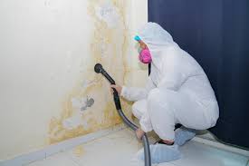 Environmental Consulting for Mold Prevention in Carle Place, NY